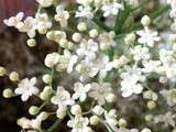 Limonade de fleurs de sureau