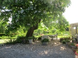 Fleurs du catalpa