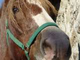 ‘bon tas de fumier de cheval’ Le bonheur au potager