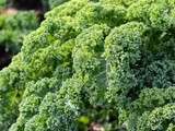 Journée Nationale du Kale - National Kale Day + recette Sauté de Kale