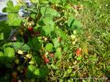 Fraises du jardin et tarte aux fraises