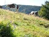 A la découverte du Cantal aop