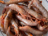 Quelles crevettes ou gambas choisir