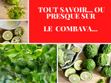 Tout savoir ou presque… sur le combava ou combawa ou