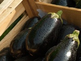 Tout savoir pour cuisiner l’aubergine