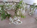 Beignets de fleurs d'acacia