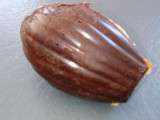 Madeleines coque chocolat