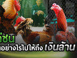 การเดิมพันไก่ชนออนไลน์เป็นวิธีที่ดีสำหรับการสนุกและก็ทำเงิน