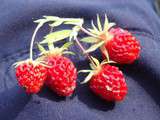 Fraises sauvages sont de retour