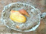 Poulet en croûte de sel aux herbes (Chicken in salt crust with herbs)