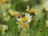 Petit tour au jardin, ça vous dit? La gagnante du concours culin'aide