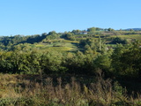 Découvrez les vins du Jura