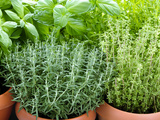 Herbes aromatiques indispensables pour sublimer vos plats