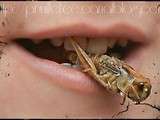 Oups ! j'ai mangé un criquet ! { insectes comestibles } {ferme aux crocodiles }