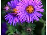 Aster novae-angliae 'Purple Dome'