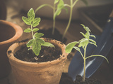 Comment faire les semis de tomates