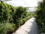 Farmhouse, potager sur les toits de Paris