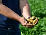 Pommes de terre Les Idéales et Gwennie de PomLiberty