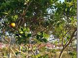 Salade de fruits avec les oranges du jardin