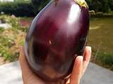 Comment Cuisiner les Aubergines pour en Tirer le Meilleur