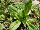 De la Mâche Sauvage dans mon Jardin... un Délice en Salade