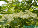 Vinaigre de Cidre aux Fleurs de Sureau Noir du Jardin, et des Idées Gourmandes pour les Utiliser