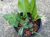 Jardin comestible à quatre mains, et Fête du printemps à l'Epicurium