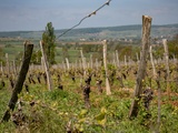 Vignerons des Pierres Dorées : Ambassadeurs du Beaujolais et Artisans du Vin