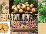 Pomme de terre