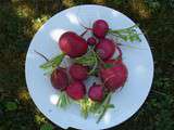 Salade croquante de radis et fenouil