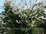 Clafoutis aux cerises