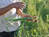 Maraîcher bio qui parle à ses légumes