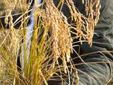 Immersion au coeur de l’igp Riz de Camargue