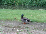 Défi du 20 : 5 oiseaux